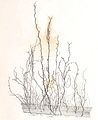 Cladosiphon zosterae1